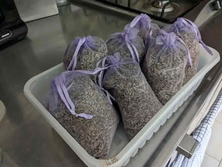 Photo of free 7 bags of lavender (Hammersmith W6) #1
