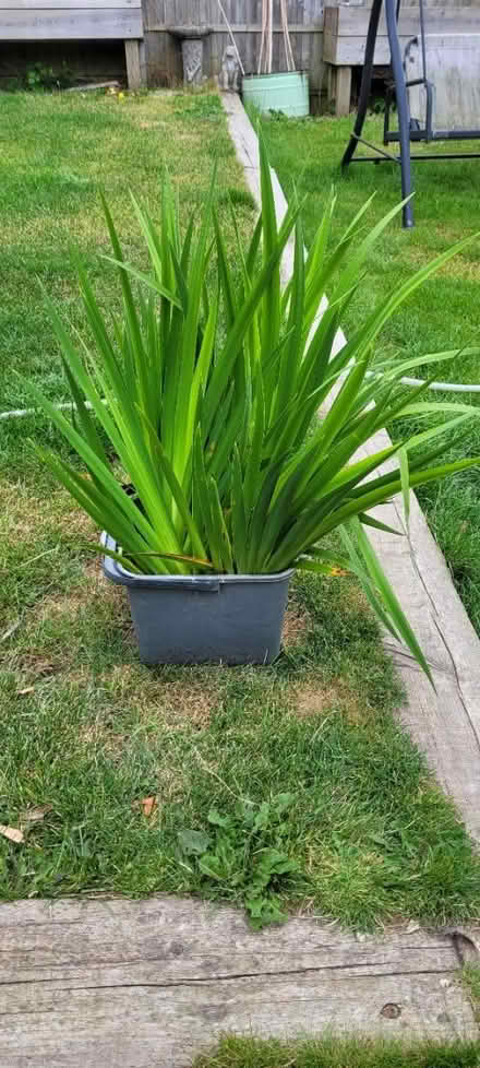 Photo of free Pond Plants (Wingerworth S42) #1