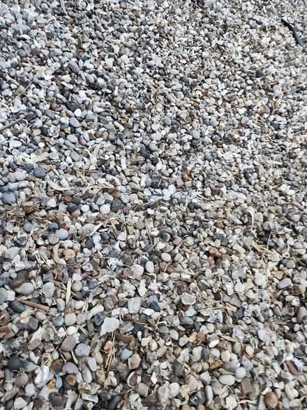 Photo of free Garden Shingles gravel stone 20mm (EN10 6FY) #4