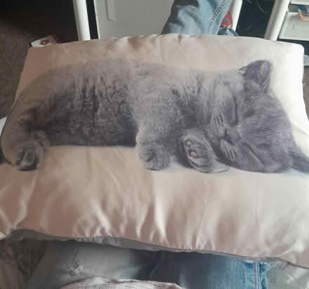 Photo of free Cat pillow (Kirkby-in-Ashfield NG17) #1
