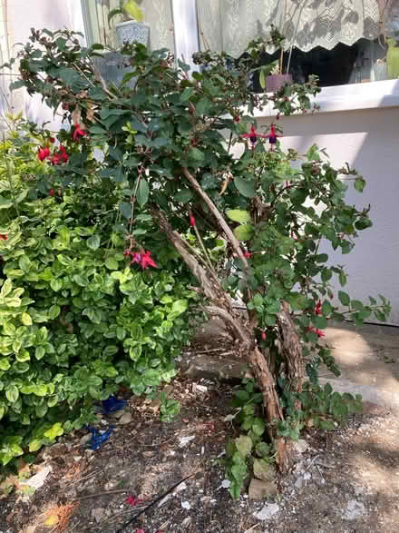 Photo of free Fuchsia shrub (Feltham TW13) #2