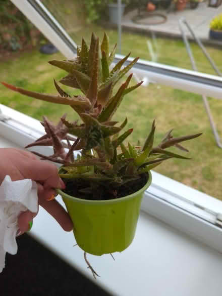 Photo of free Indoor succulent ☘️ (Sheffield intake) #1
