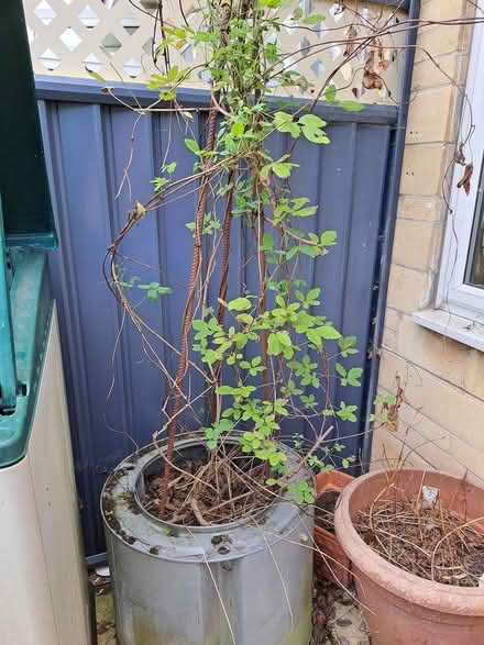 Photo of free Chocolate vine (melksham east SN12) #1