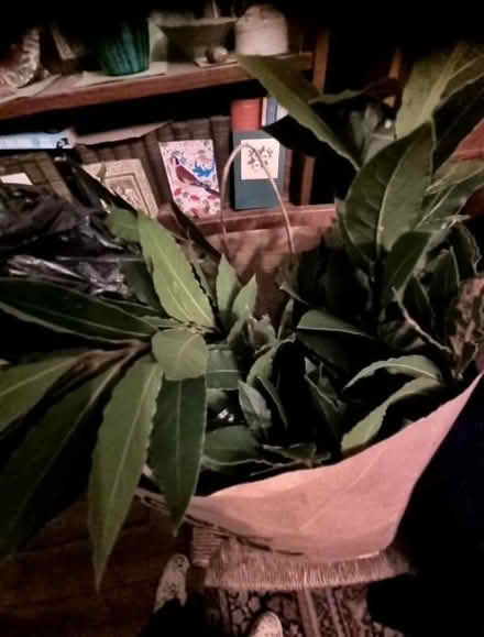 Photo of free Bay leaves (Central Lancaster LA1) #1