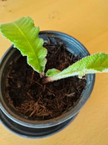 Photo of free Cape primrose houseplant cutting (Risinghurst OX3) #1