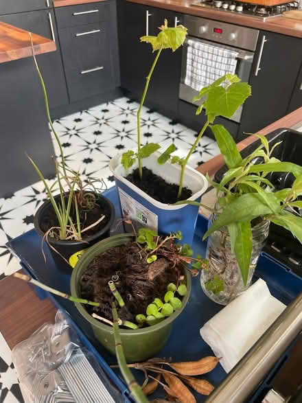 Photo of free Bundle of plants to gift (Hampton Vale, Peterborough) #2