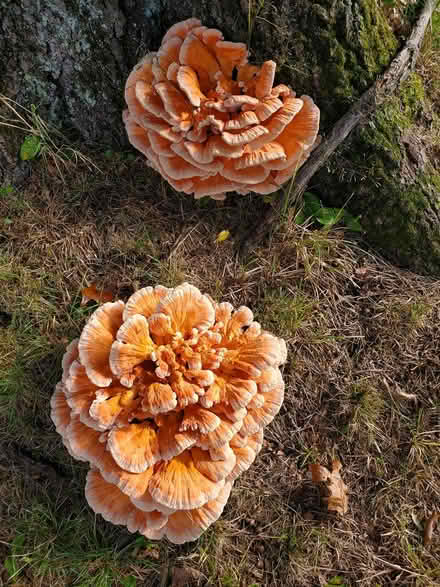 Photo of free Looks like Chicken in the woods? (West Chelmsford) #3