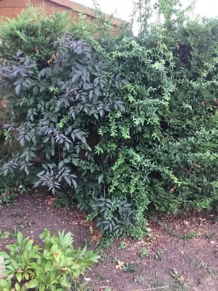 Photo of free Two tall garden bushes (The Ronkswood WR5) #2
