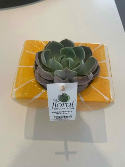 Photo of free Succulent in lemon vase (NW11) #1