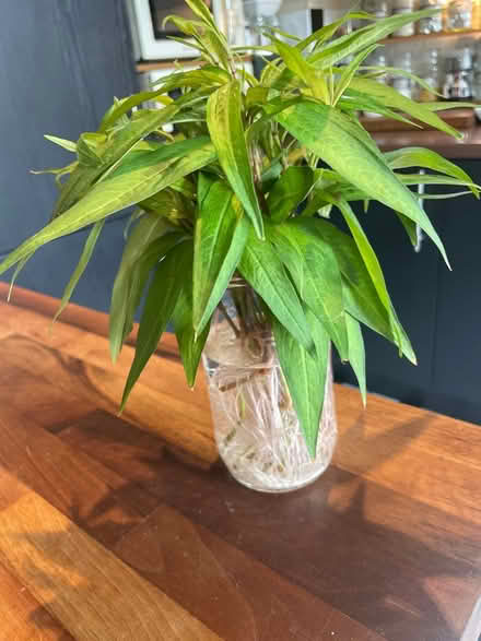 Photo of free 4 x bunches rooting coriander (Hampton Vale, Peterborough) #1