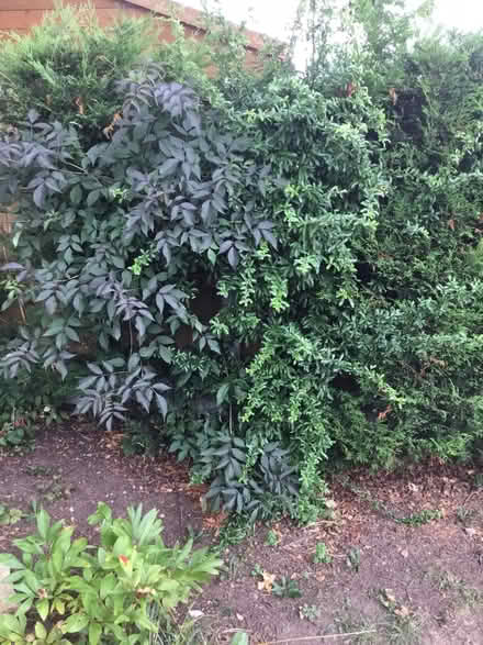Photo of free Two tall garden bushes (The Ronkswood WR5) #1