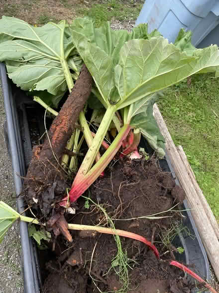 Photo of free Rhubarb plants and tubers (Northgate) #1