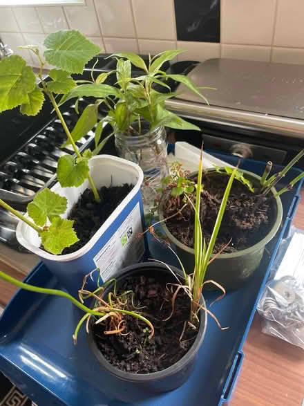 Photo of free Bundle of plants to gift (Hampton Vale, Peterborough) #1