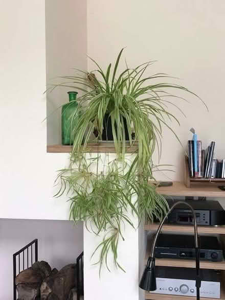 Photo of free Gentle giant spider plant (Stoke St Milborough SY8) #1