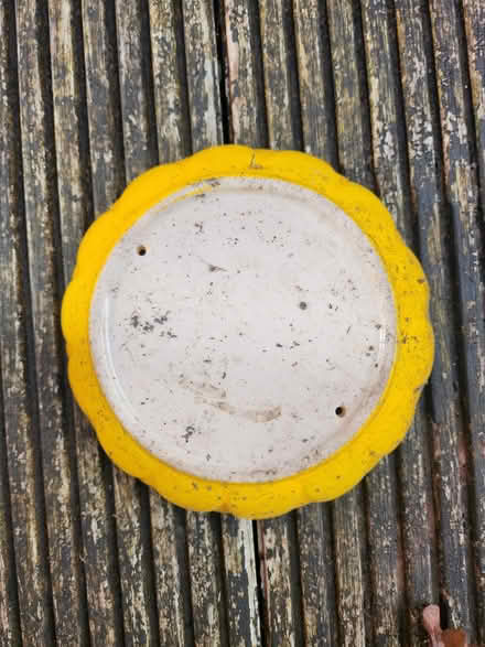 Photo of free Sunflower bird feeder (Winchester SO22) #2
