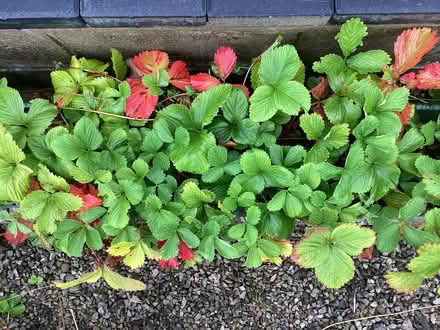 Photo of free Strawberry Plants (Oxenholme LA9) #1