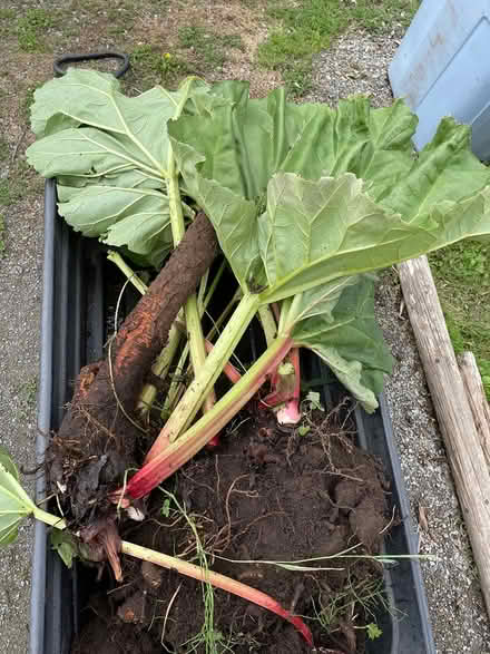 Photo of free Rhubarb plants and tubers (Northgate) #2