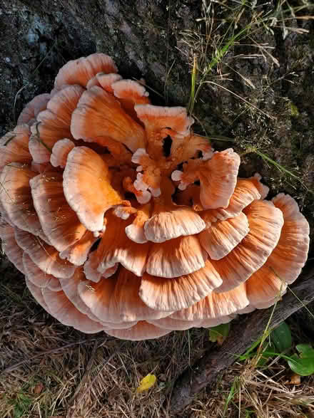 Photo of free Looks like Chicken in the woods? (West Chelmsford) #1