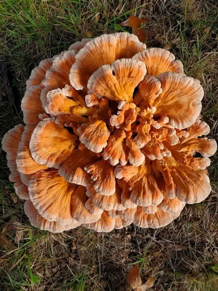 Photo of free Looks like Chicken in the woods? (West Chelmsford) #2