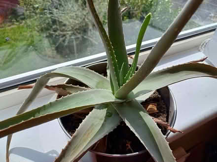 Photo of free Aloe vera plants 🪴 (Orgreave S13) #1