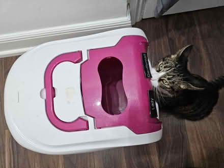 Photo of free Large hooded cat toilet (Finchley N32) #2