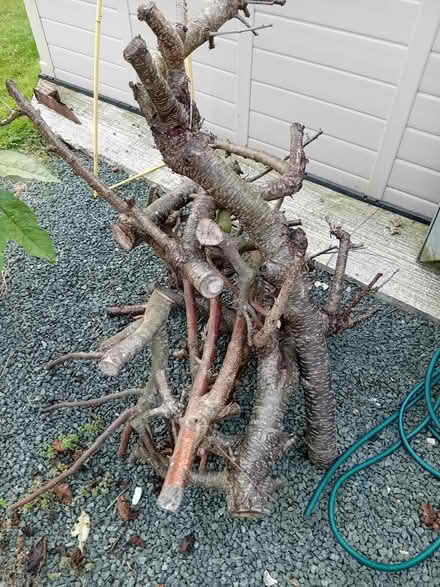 Photo of free Logs (Wigmore) #1
