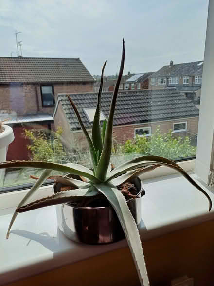 Photo of free Aloe vera plants 🪴 (Orgreave S13) #4