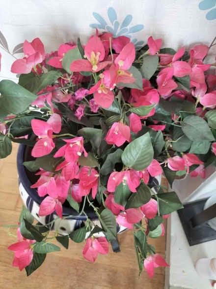 Photo of free Plastic flowers decoration (Truro, Tresillian, TR2) #2