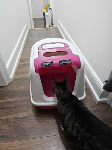 Photo of free Large hooded cat toilet (Finchley N32) #1