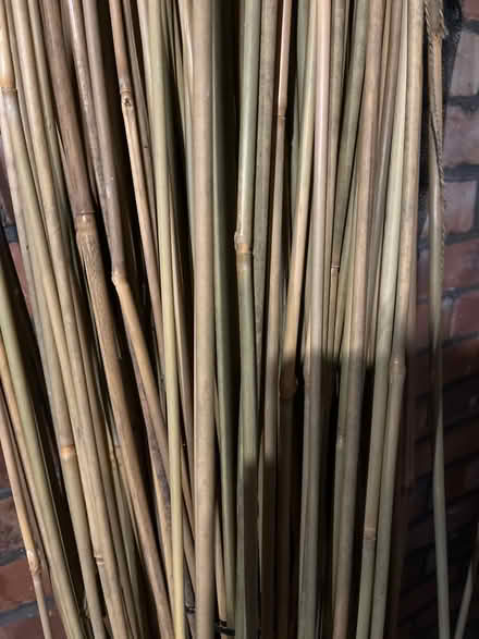 Photo of free Bamboo (M25) #3