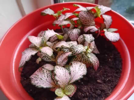 Photo of free Various plants (2 are not pet friendly) (West Ham E15) #1