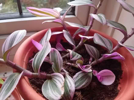 Photo of free Various plants (2 are not pet friendly) (West Ham E15) #2