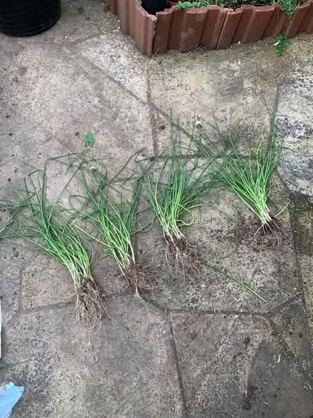 Photo of free Chives for the garden (Cosham PO6) #1