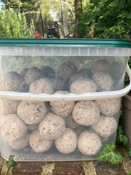 Photo of free Unopened box of fat balls (Patcham) #1