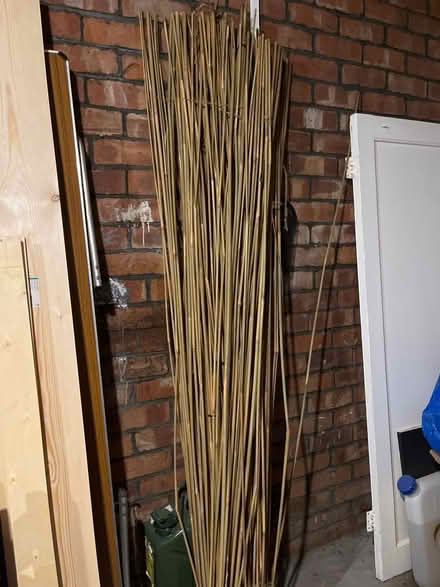 Photo of free Bamboo (M25) #1