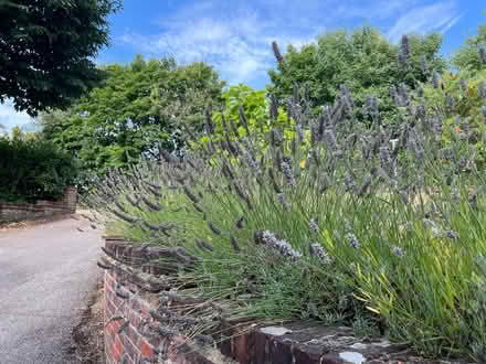 Photo of free Lavender Cuttings (Weybridge KT13) #3