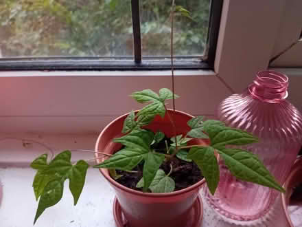 Photo of free Various plants (2 are not pet friendly) (West Ham E15) #3