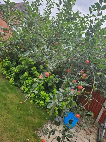 Photo of free Apples (Chellaston DE73) #1