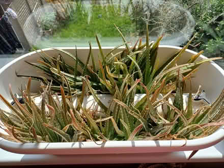 Photo of free Aloe vera plants 🪴 (Orgreave S13) #2