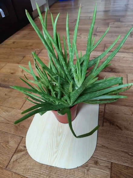 Photo of free Aloe vera houseplant (Harrogate HG2) #1