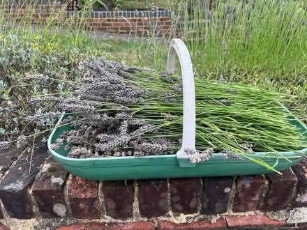 Photo of free Lavender Cuttings (Weybridge KT13) #2