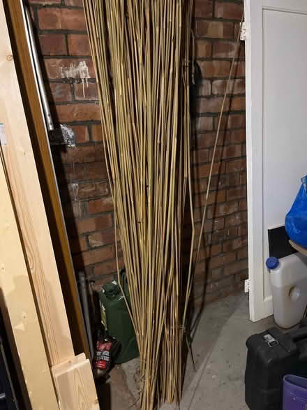 Photo of free Bamboo (M25) #2