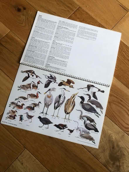 Photo of free Bird posters and RSPB identification booklet (Earlsdon CV5) #3