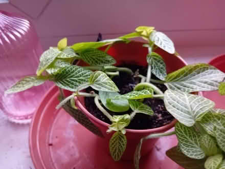 Photo of free Various plants (2 are not pet friendly) (West Ham E15) #4
