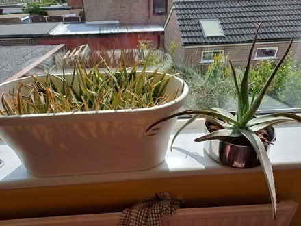 Photo of free Aloe vera plants 🪴 (Orgreave S13) #3