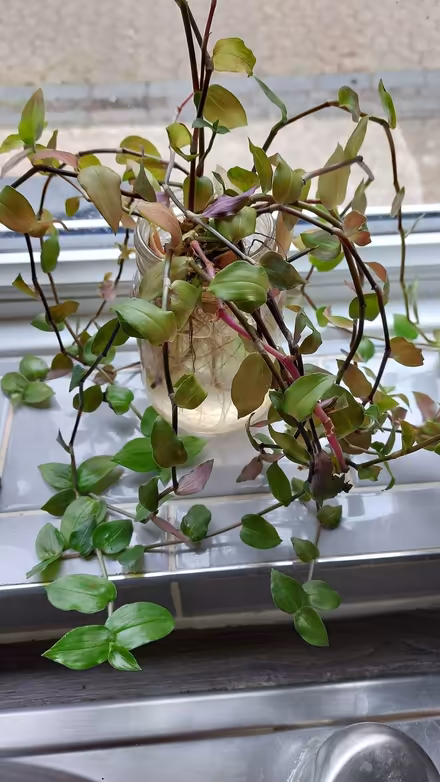 Photo of free Ajuga & indoor rooted vine slips (St Albans Jersey Farm AL4) #1