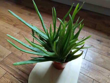 Photo of free Aloe vera houseplant (Harrogate HG2) #2