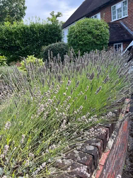 Photo of free Lavender Cuttings (Weybridge KT13) #1