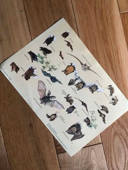 Photo of free Nature posters A4 to A1 size (Earlsdon CV5) #3