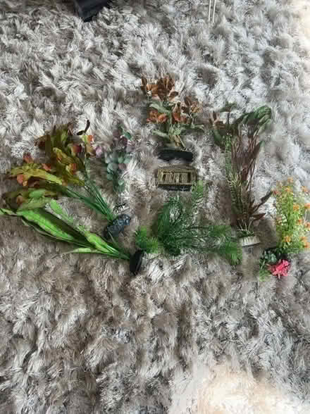 Photo of free Fish tank plants (Southport PR9) #1